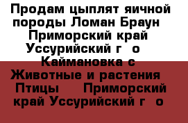 Продам цыплят яичной породы Ломан Браун - Приморский край, Уссурийский г. о. , Каймановка с. Животные и растения » Птицы   . Приморский край,Уссурийский г. о. 